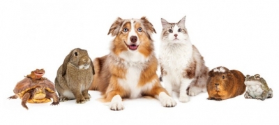 Alpha Cares: August is Animal Health Month